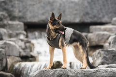 Dog Core Cooling Vest